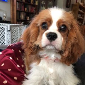 Meet your Posher, Mark